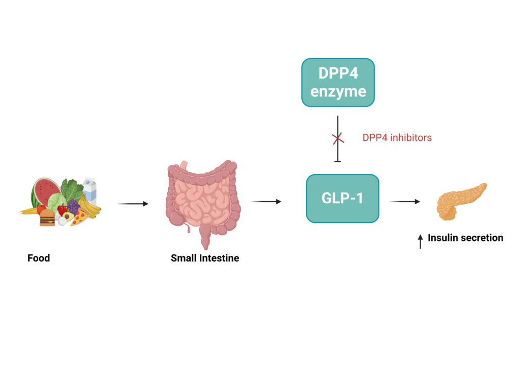 A simplified and fun explanation of the role of GLP-1 and DPP-4 in diabetes management