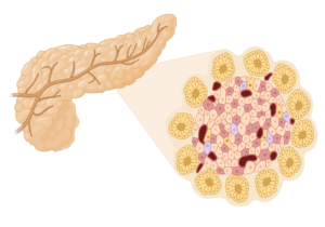 Pancreas